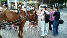 청계천 마차 사람 안태우고 달리는 이유