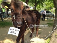굶어 죽어가던 소, 과천 정부청사에 나타난 까닭은