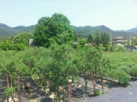 비타민나무 농장주모집, 15필지 최종마감!