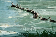 국토부, 한강 녹조 막기위해 충주댐 비상 방류