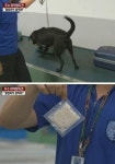 중노동 시달리는 마약탐지견, 주 140시간 근무