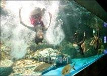 [사진]수중뮤지컬 인어공주 이야기 공연