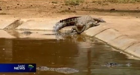 남아공 악어떼 경보, 홍수로 수천마리 탈출 성공