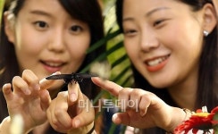 [사진]봄 나비 미리 만나보세요