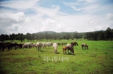 말고기가 어때서? 연산군이 즐긴 정력보강제