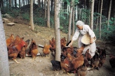 닭모이·개사료 쌀이 어린이집에?…경악
