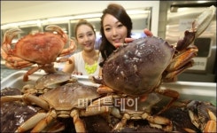 [사진]롯데마트 빅마켓, 항공직송 생생한 던지네스 크랩 맛보세요