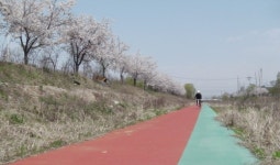 [사진]공단 벚꽃과 자전거