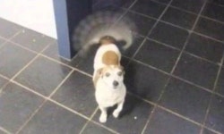 주인이 심하게 반가운 개, 꼬리콥터 작동