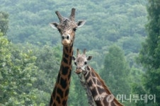 세계 최다산 기린 부부, 다산의 여왕 장순이