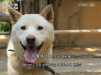 민속촌 개, 당선 이름은 풍월이