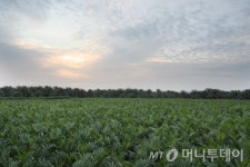 팜나무 키우는 종합상사들