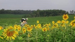 해바라기 속 그림같은 자전거 풍경