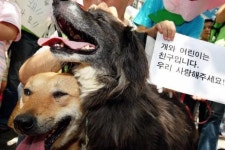 개 잡는 말복 더위, 서양도 도그 데이즈… 왜?