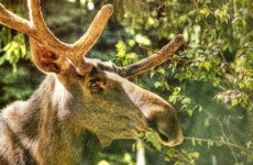 나주 한옥촌 거대사슴 엘크 출몰…어디서 왔지?