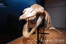 국립수산과학원고래연구소, 보유 고래 표본 전시