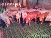 AI보다 더 무서운 PED 돼지 농가도 비상