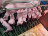 6월 돼지고기값 30% 이상 뛴다