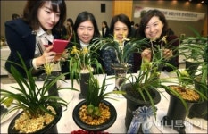 [사진]농협난우회, 한국춘란전시회 개최
