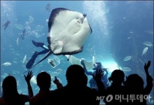[사진]한화 아쿠아플라넷 일산 오픈!