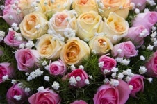 연인끼리 장미 주고 받는 로즈데이…유래는?