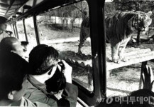 호랑이 사파리 용인자연농원…삼성그룹의 핵심으로 뜨다