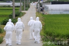 경남 합천 O형 구제역 확진…돼지 121마리 살처분(종합)