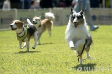 애완견 버려도…동물등록제 단속실적 0.01%