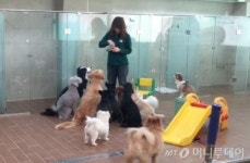 애견인구 1000만 시대..애견 유치원 뜬다는데..