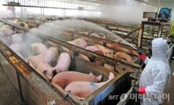 경기 안성 돼지농장 4곳 구제역 확진