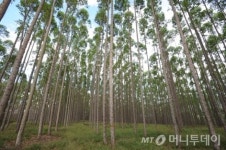 산림자원 해외영토 23% 증가, 여의도 150배