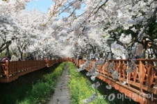 3월 말에 떠나는 벚꽃여행…전국 벚꽃놀이 명소 8곳