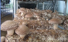 국립산림과학원, 신품종 표고버섯 산마루 2호 개발