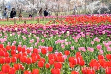 수원 광교호수공원에 가득한 튤립향기