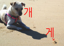 게와 개, 소리로 구분할 수 있나요?