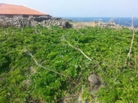 1400만원짜리 가파도 땅 1억에 낙찰…규제나선 제주도