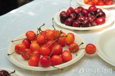 체리도 국산이 있어? FTA 체리 폭격…국산으로 대응