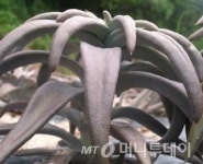 건강을 위한 와송, 와송 먹는 방법 다양해