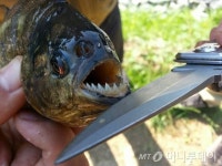아마존 피라니아가 우리 동네에?…방사 금지법 발의