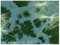 민들레씨의 지구별 여행 과학사진전 대상