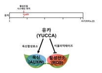 [오늘의 과학자]가뭄 견디는 식물 육종 실마리 찾았다