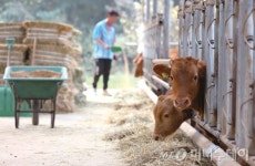 “1000마리 송아지 아빠가 꿈”