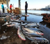 니들이 연어를~ 웰빙 붐 연어 인기, 새우 눌렀다