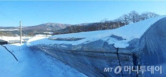한파, 강풍, 폭설에…축사 '무너지고' 숭어 '떼죽음'