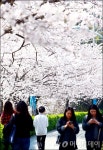 [사진]봄봄봄 봄이 왔어요! 만개한 여수 벚꽃