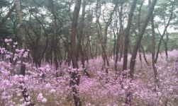 왕릉 소나무 숲속에 피어난 진달래 동산을 거닐어보자