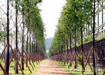 용인시, 영동고속도로변에 메타세쿼이아길 조성