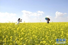 유채꽃 만발한 中 네이멍구 우라터 초원