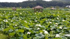 용인시, 31일 연잎 활용 특강