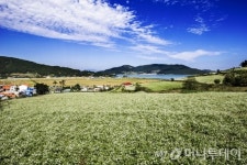 [포토]장흥군 회진면 선학동 메밀밭